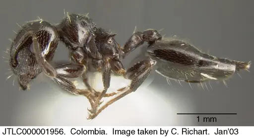 Crematogaster ampla specimen JTLC000001956 image jtlc000001956_3