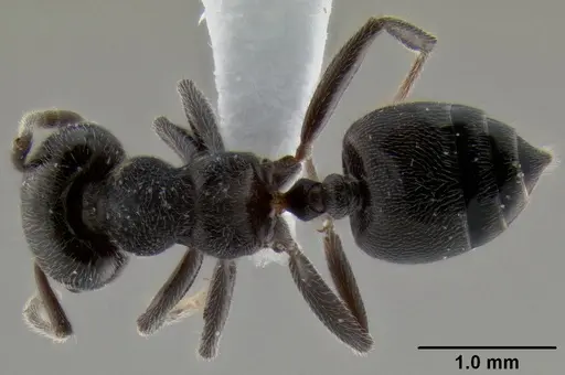 Crematogaster ampullaris specimen CASENT0193577 image casent0193577_1