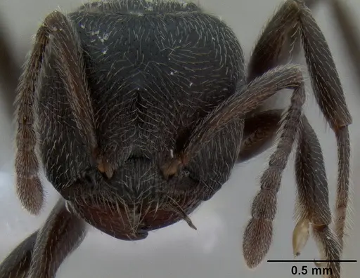 Crematogaster ampullaris specimen CASENT0193577 image casent0193577_2