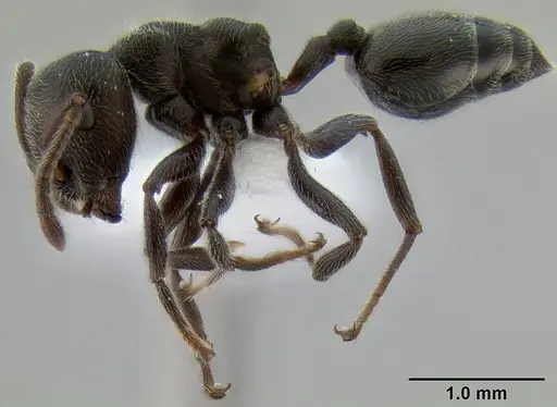 Crematogaster ampullaris specimen CASENT0193577 image casent0193577_3