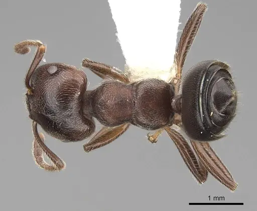Crematogaster ampullaris specimen CASENT0922669 image casent0922669_1