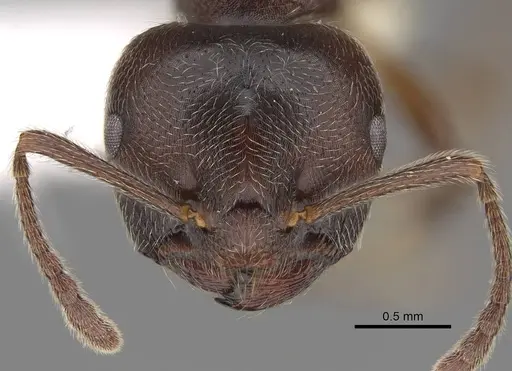 Crematogaster ampullaris specimen CASENT0922669 image casent0922669_2
