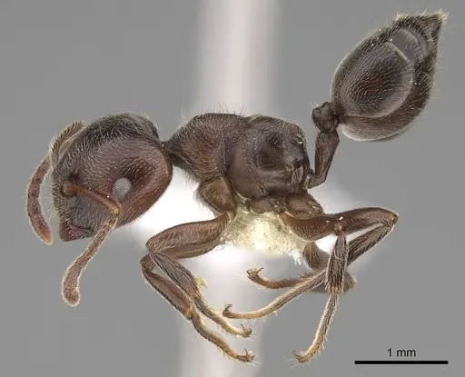 Crematogaster ampullaris specimen CASENT0922669 image casent0922669_3
