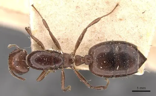 Crematogaster ancipitula specimen CASENT0908498 image casent0908498_1