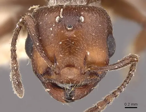 Crematogaster ancipitula specimen CASENT0908498 image casent0908498_2