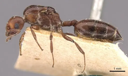 Crematogaster ancipitula specimen CASENT0908498 image casent0908498_3
