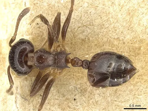 Crematogaster angulosa specimen CASENT0915367 image casent0915367_1