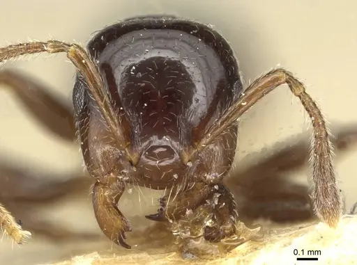 Crematogaster angulosa specimen CASENT0915367 image casent0915367_2