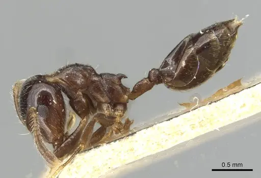 Crematogaster angulosa specimen CASENT0915367 image casent0915367_3