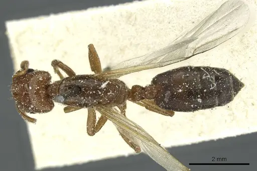 Crematogaster angusticeps specimen CASENT0912793 image casent0912793_1