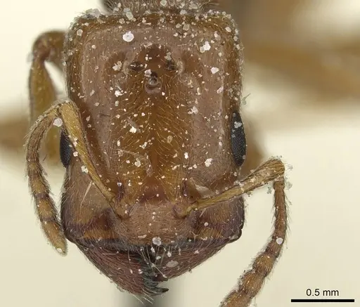 Crematogaster angusticeps specimen CASENT0912793 image casent0912793_2