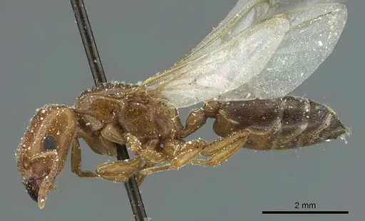 Crematogaster angusticeps specimen CASENT0912793 image casent0912793_3