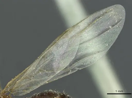 Crematogaster angusticeps specimen CASENT0912793 image casent0912793_4