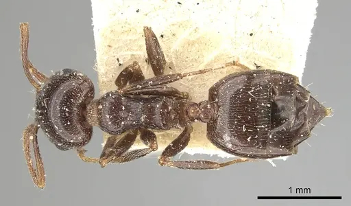 Crematogaster antaris specimen CASENT0249872 image casent0249872_1