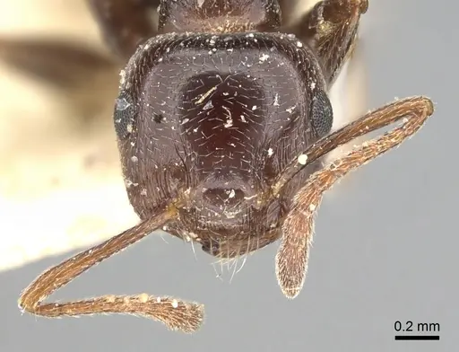 Crematogaster antaris specimen CASENT0249872 image casent0249872_2