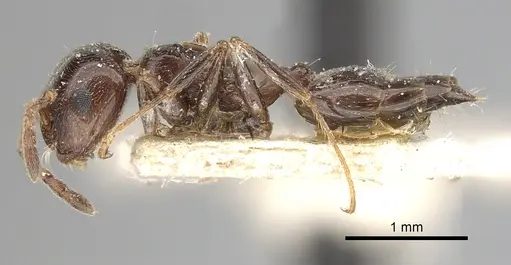 Crematogaster antaris specimen CASENT0249872 image casent0249872_3