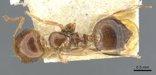 Crematogaster antaris specimen CASENT0903658 image casent0903658_1
