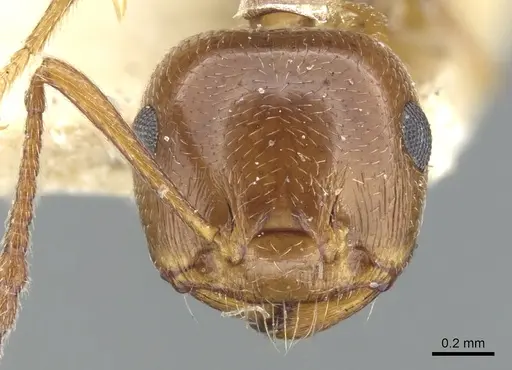 Crematogaster antaris specimen CASENT0903658 image casent0903658_2