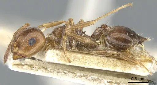 Crematogaster antaris specimen CASENT0903658 image casent0903658_3