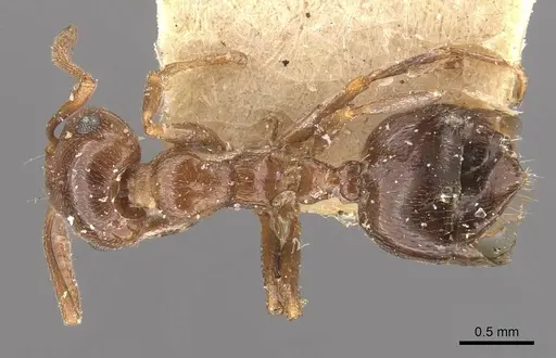 Crematogaster antaris specimen CASENT0908473 image casent0908473_1