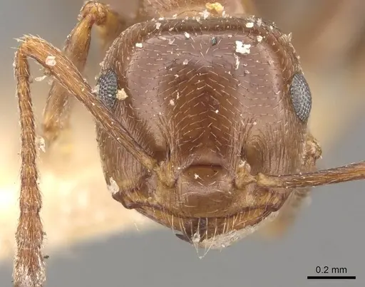 Crematogaster antaris specimen CASENT0908473 image casent0908473_2
