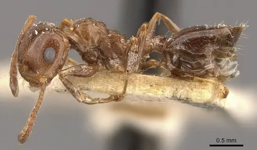 Crematogaster antaris specimen CASENT0908473 image casent0908473_3