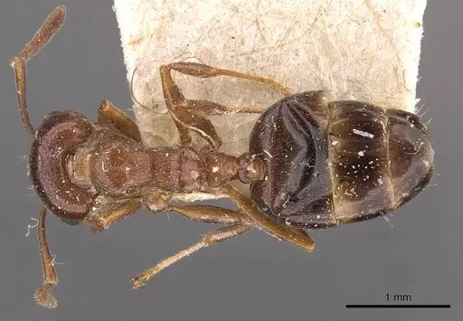 Crematogaster antaris specimen CASENT0908474 image casent0908474_1