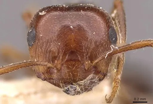 Crematogaster antaris specimen CASENT0908474 image casent0908474_2