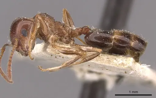 Crematogaster antaris specimen CASENT0908474 image casent0908474_3
