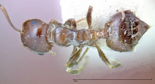 Crematogaster antaris specimen FOCOL0265-1 image focol0265-1_1