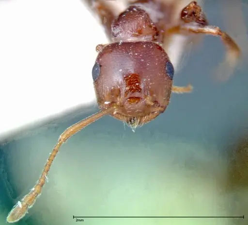 Crematogaster antaris specimen FOCOL0265-1 image focol0265-1_2