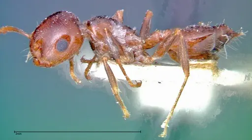 Crematogaster antaris specimen FOCOL0265-1 image focol0265-1_3