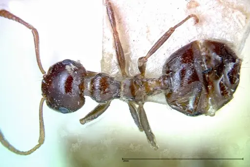 Crematogaster antaris specimen FOCOL0265-2 image focol0265-2_1
