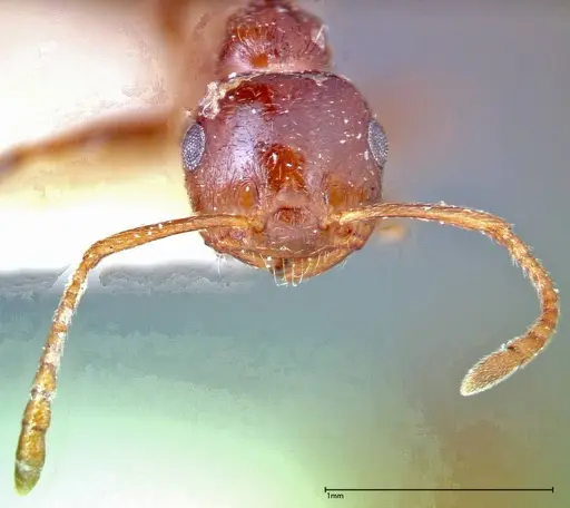 Crematogaster antaris specimen FOCOL0265-2 image focol0265-2_2
