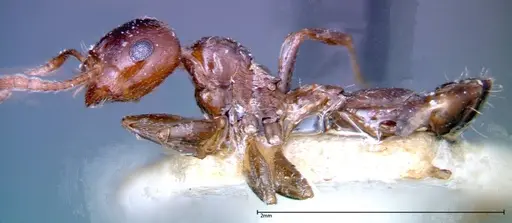 Crematogaster antaris specimen FOCOL0265-2 image focol0265-2_3