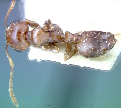 Crematogaster antaris specimen FOCOL0265-3 image focol0265-3_1