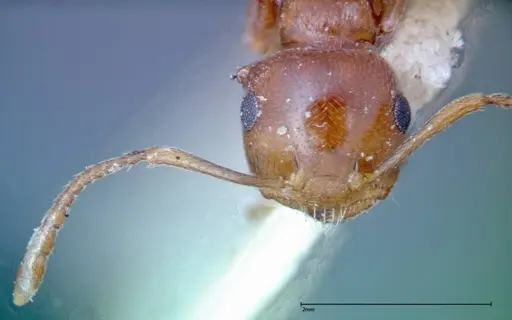 Crematogaster antaris specimen FOCOL0265-3 image focol0265-3_2