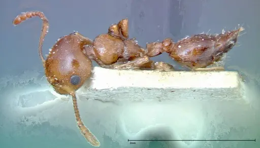 Crematogaster antaris specimen FOCOL0265-3 image focol0265-3_3