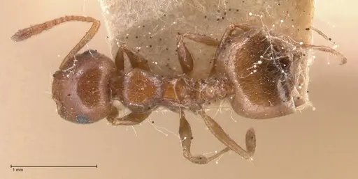 Crematogaster antaris specimen FOCOL0779-1 image focol0779-1_1
