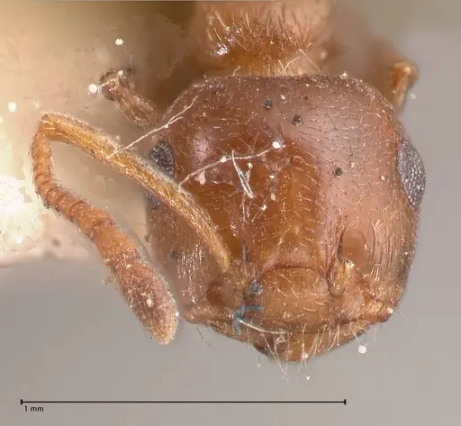 Crematogaster antaris specimen FOCOL0779-1 image focol0779-1_2