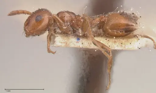 Crematogaster antaris specimen FOCOL0779-1 image focol0779-1_3