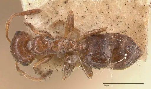 Crematogaster antaris specimen FOCOL0779-2 image focol0779-2_1