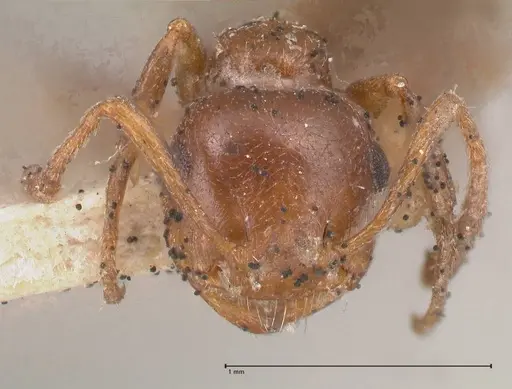 Crematogaster antaris specimen FOCOL0779-2 image focol0779-2_2