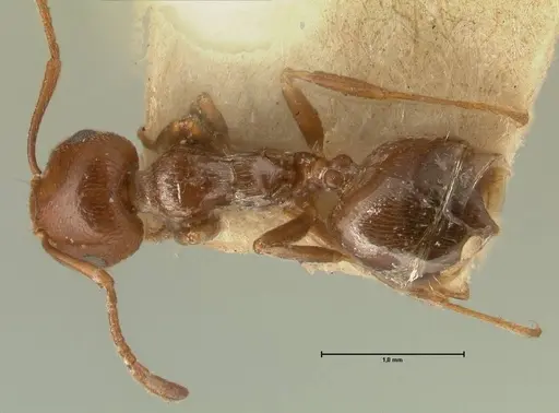 Crematogaster antaris specimen FOCOL1444 image focol1444_1
