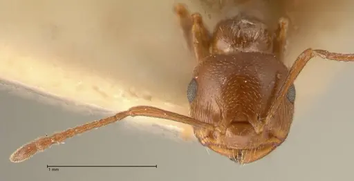 Crematogaster antaris specimen FOCOL1444 image focol1444_2