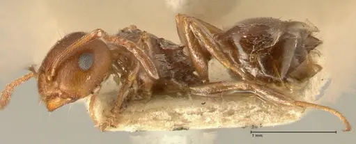 Crematogaster antaris specimen FOCOL1444 image focol1444_3