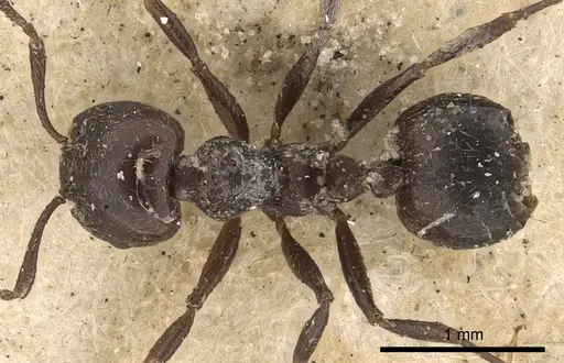 Crematogaster anthracina specimen CASENT0901434 image casent0901434_1