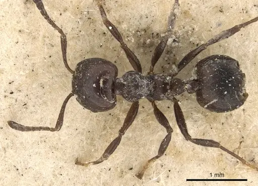Crematogaster anthracina specimen CASENT0901434 image casent0901434_2