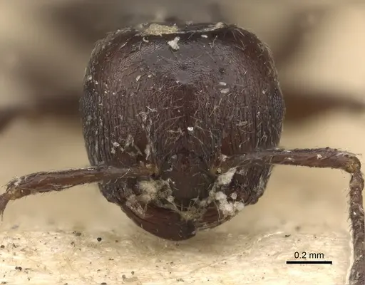Crematogaster anthracina specimen CASENT0901434 image casent0901434_3