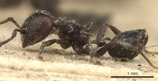 Crematogaster anthracina specimen CASENT0901434 image casent0901434_4